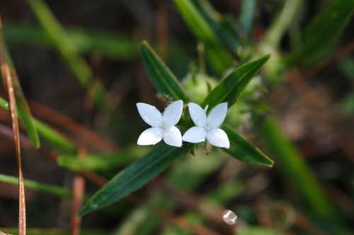 Diodia virginiana #1